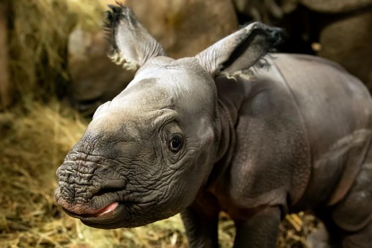 fot. ZOO Wrocław