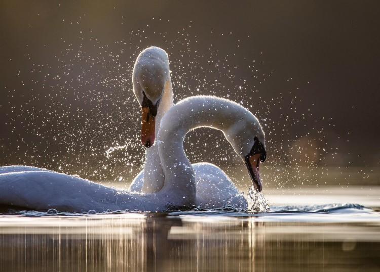 fot. Mateusz Piesiak, mateuszpiesiak.pl
