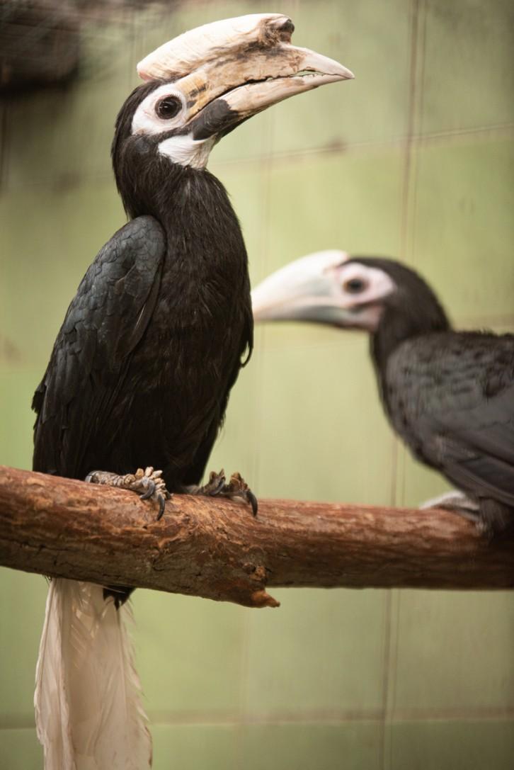 fot. ZOO Wrocław