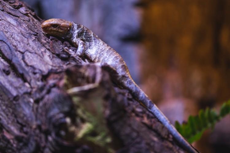 fot. ZOO Wrocław