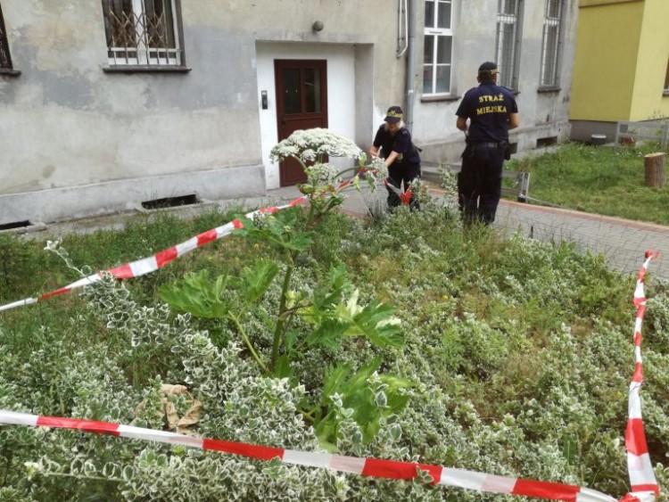 fot. mat. Straży Miejskiej Wrocławia