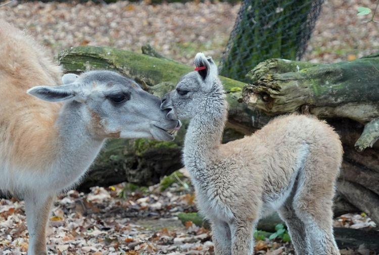 fot. Zoo Wrocław