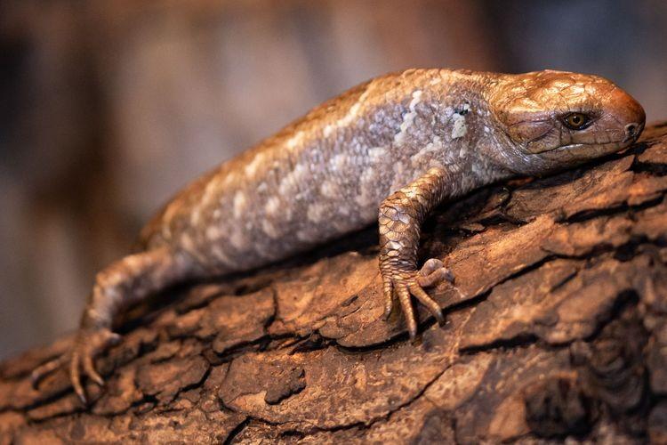 fot. Materiały prasowe/wrocławskie zoo