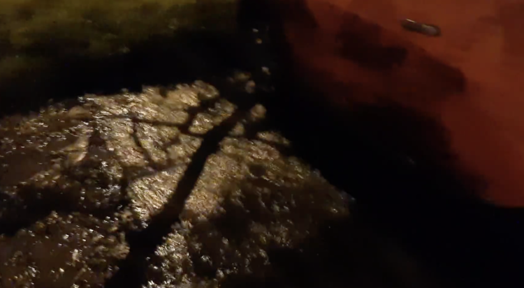 fot. Moje Psie Pole/kadr z nagrania