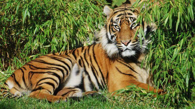 mat. prasowe/ZOO Wrocław