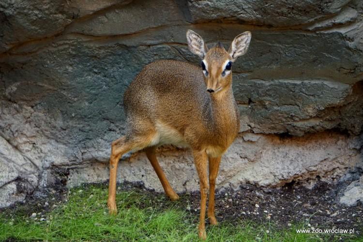 fot. ZOO Wrocław