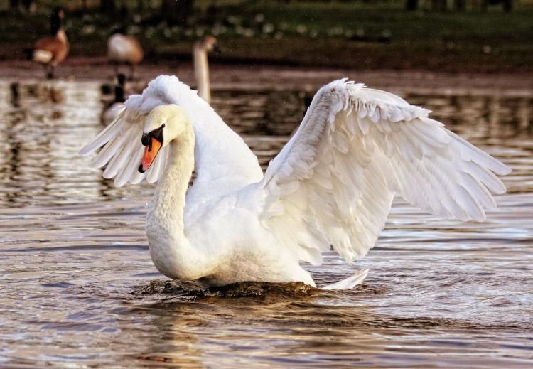 fot. Pixabay.com