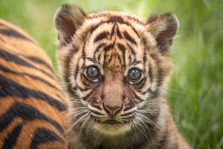 fot. ZOO Wrocław