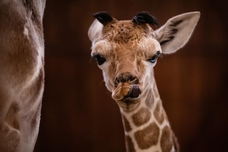 fot. ZOO Wrocław