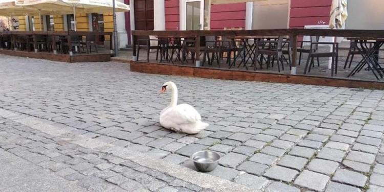 fot. Straż Miejska Wrocławia