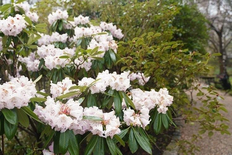 fot. Alina Metelytsia/Ogród botaniczny UWr