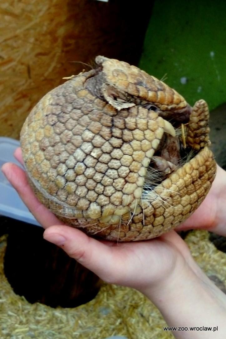 fot. ZOO Wrocław