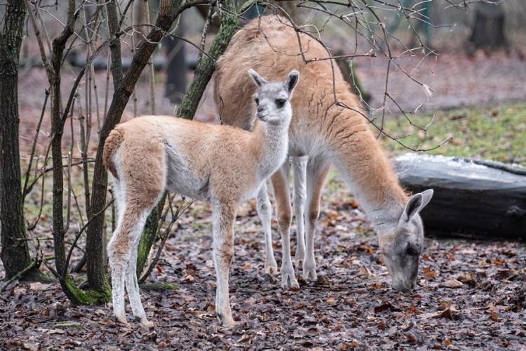 fot. ZOO Wrocław