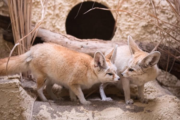 fot. Zoo Wrocław