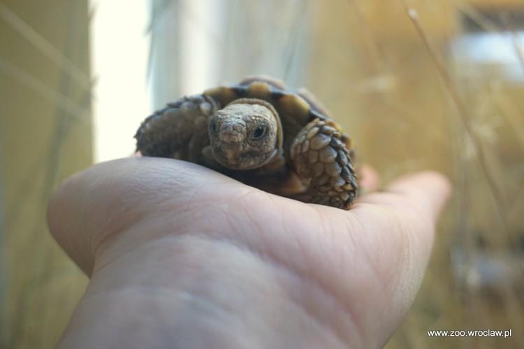 fot. ZOO Wrocław