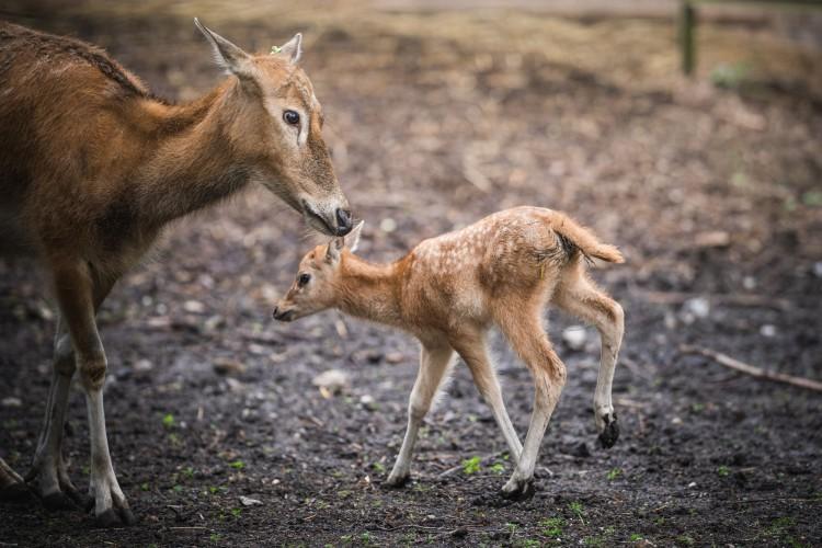 fot. ZOO Wrocław
