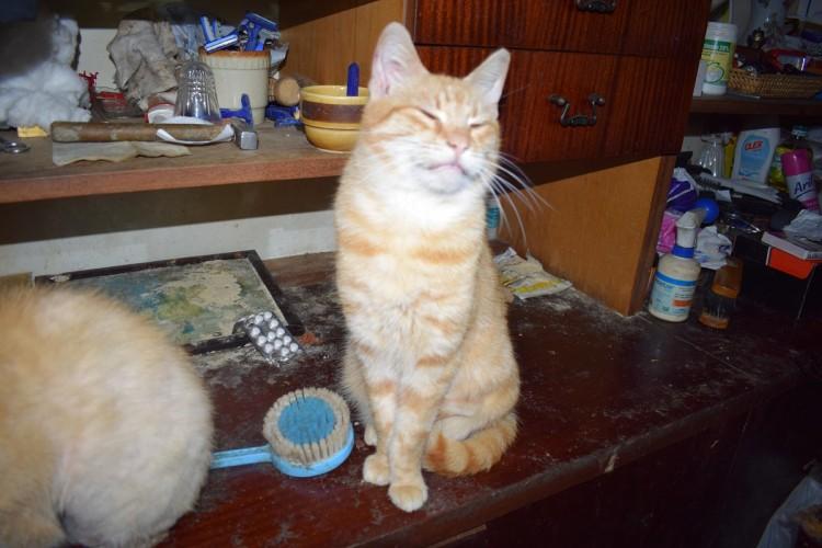 fot. TOZ Wrocław
