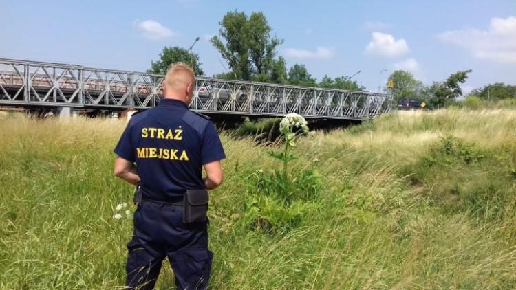 fot. mat. Straży Miejskiej Wrocławia