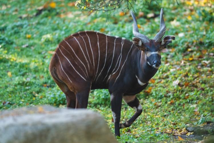 fot. ZOO Wrocław