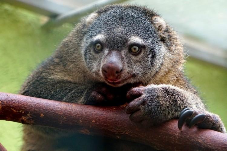 fot. mat. ZOO Wrocław