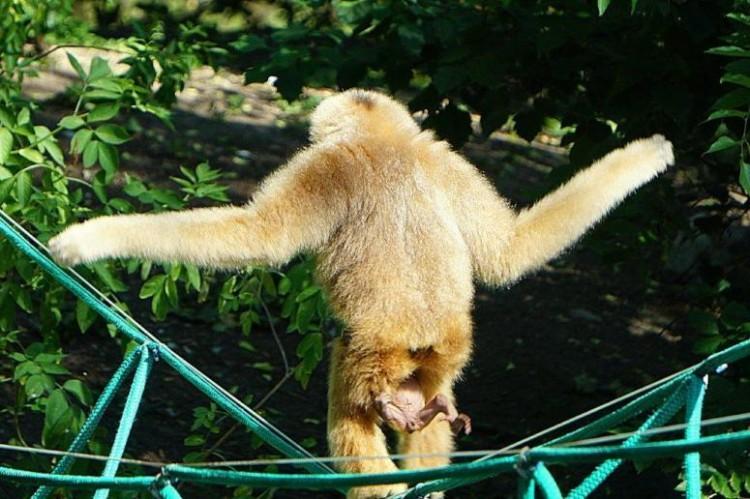 fot. ZOO Wrocław