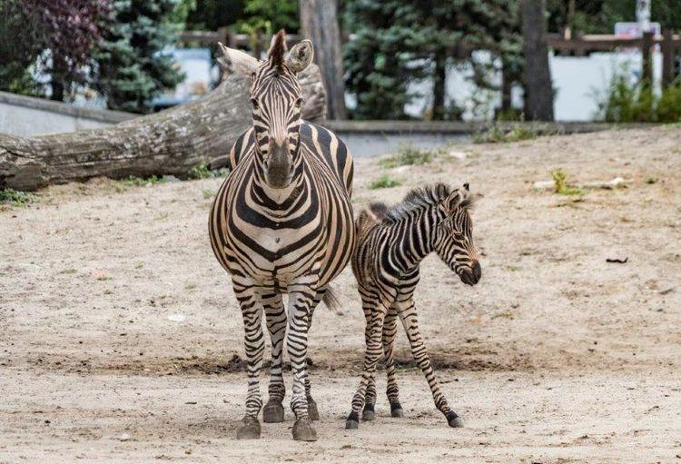 fot. Wrocławskie zoo