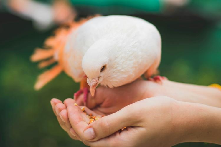 fot. Pexels.com