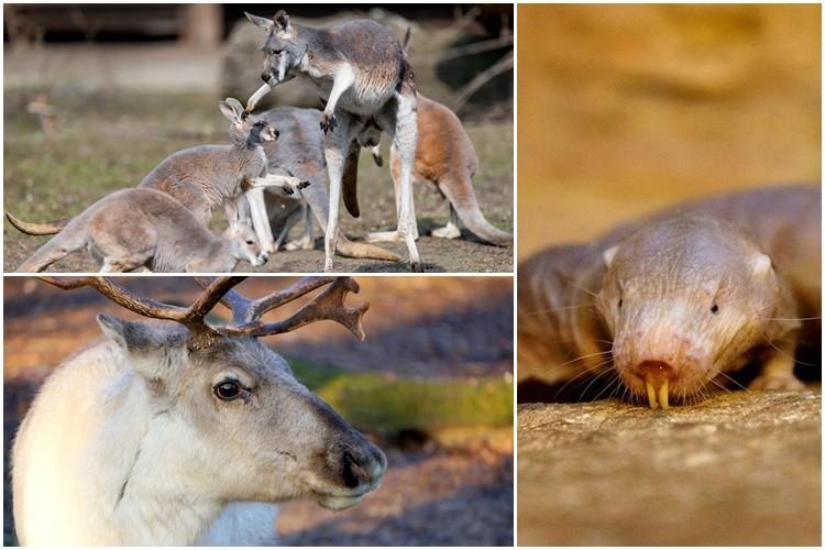 fot. ZOO Wrocław