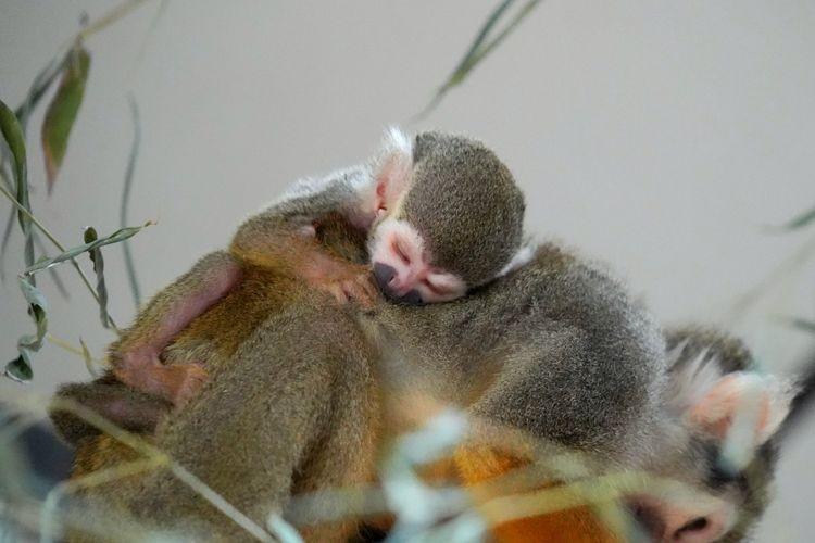 fot. Zoo Wrocław