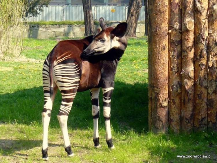 fot. ZOO Wrocław