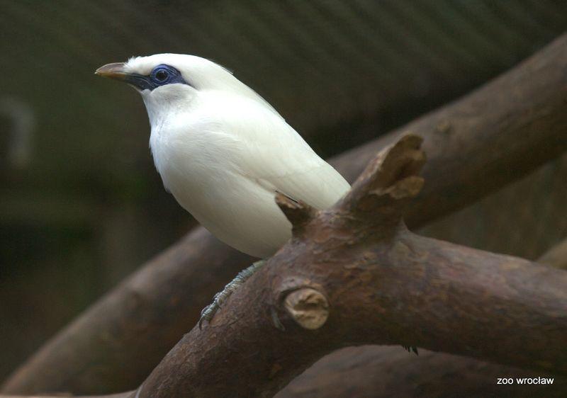 zoo
