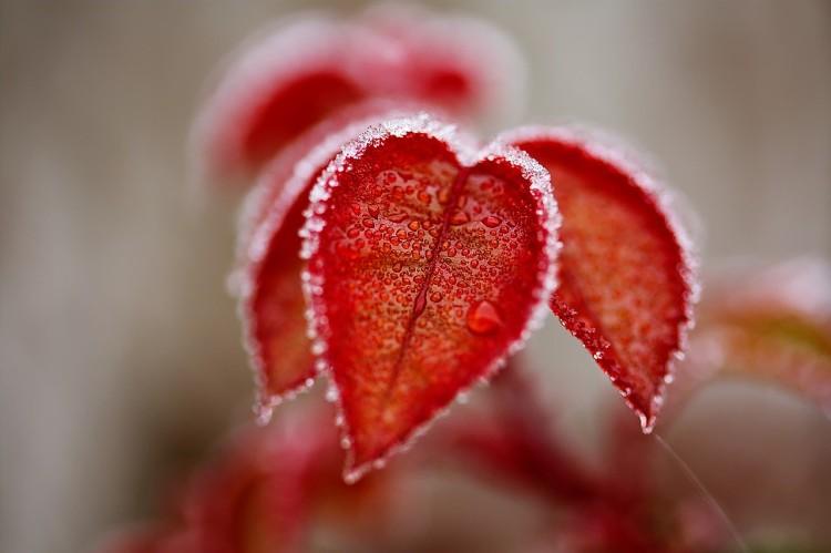 fot. pixabay.com