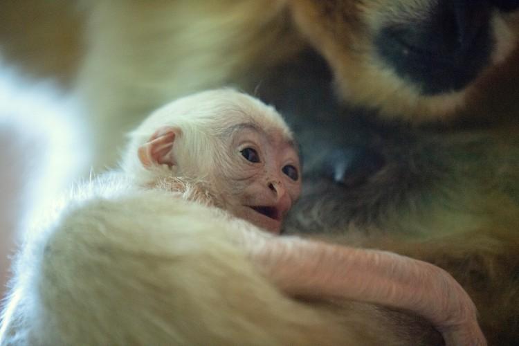 fot. mat. prasowe ZOO Wrocław