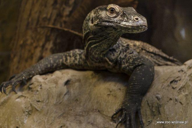 mat. prasowe/ZOO Wrocław