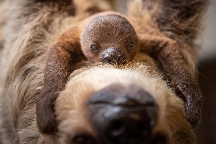 fot. Zoo Wrocław