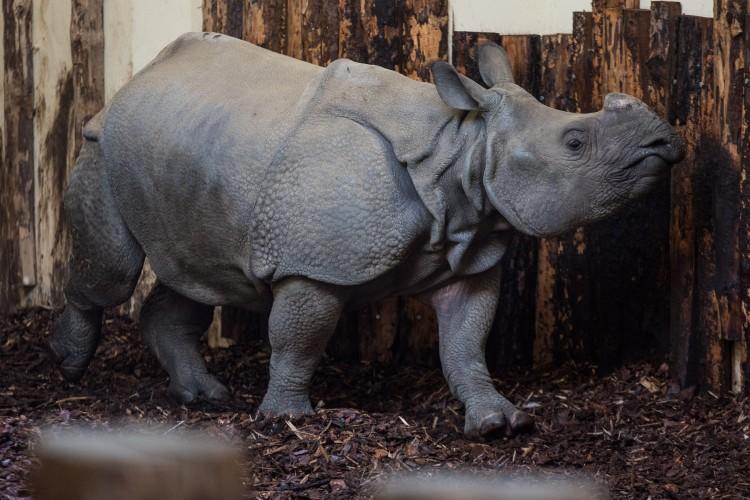 fot. ZOO Wrocław