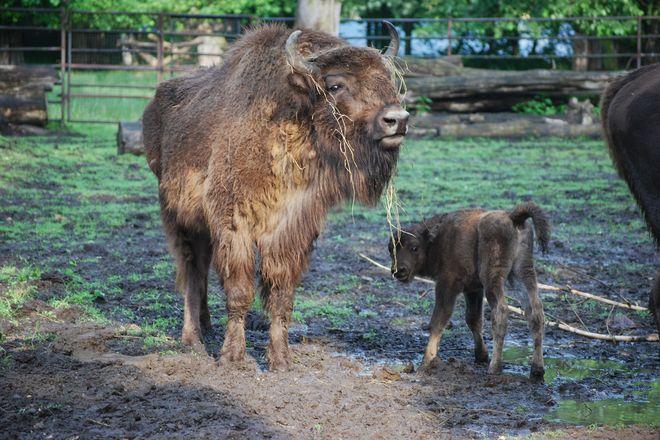 mat. ZOO Wrocław