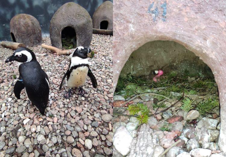fot. ZOO Wrocław