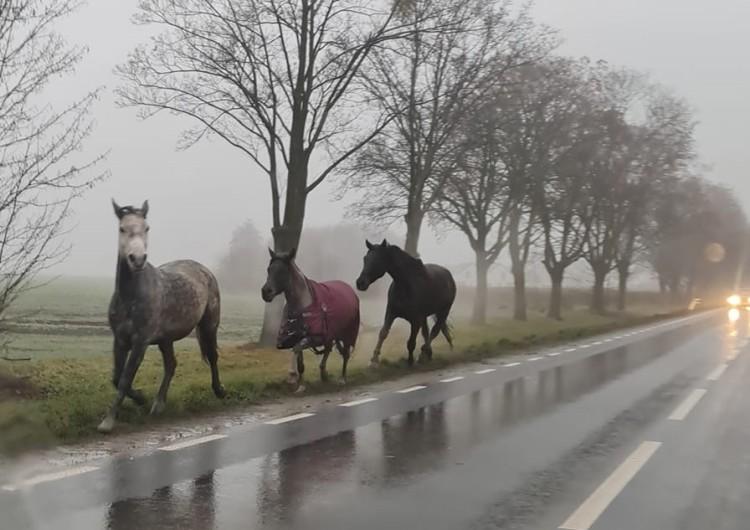 fot. Tomasz Matuszak