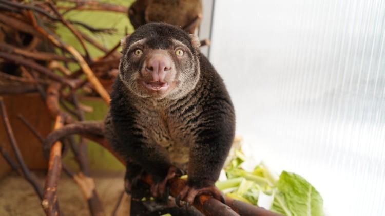 fot. Zoo Wrocław