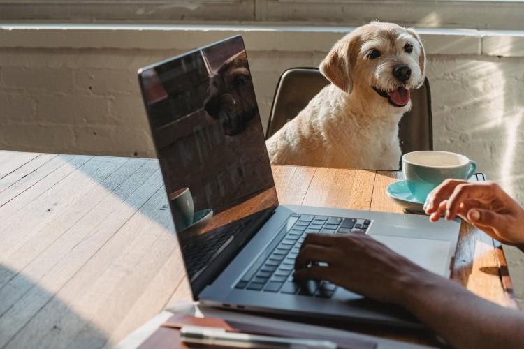 fot. pexels.com