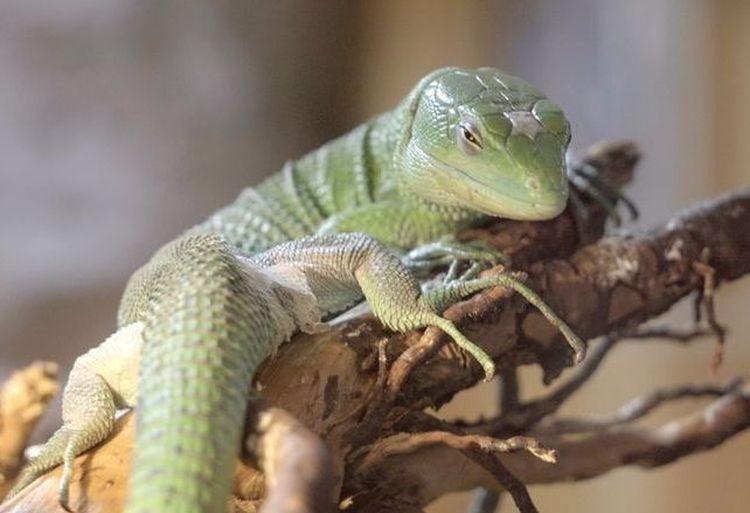 fot. Zoo Wrocław