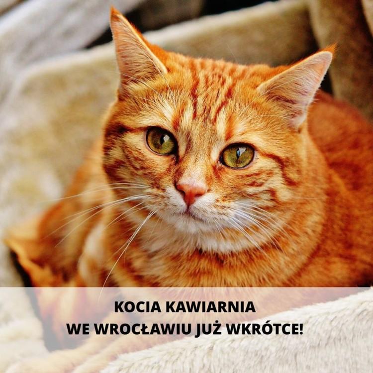 fot. Kot Cafe Wrocław