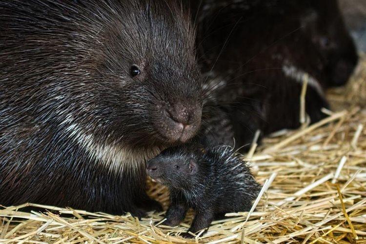 fot. Wrocławskie zoo