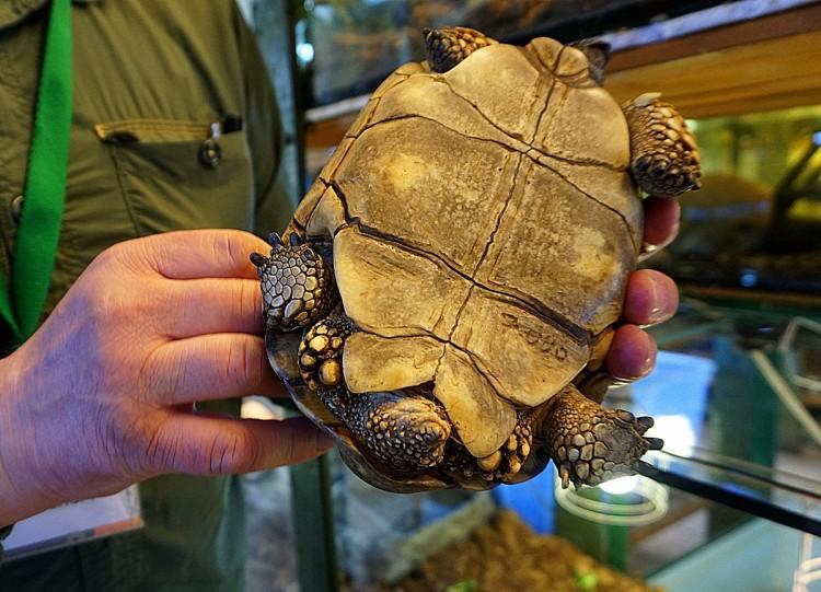 fot. ZOO Wrocław