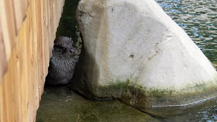 fot. ZOO WROCŁAW