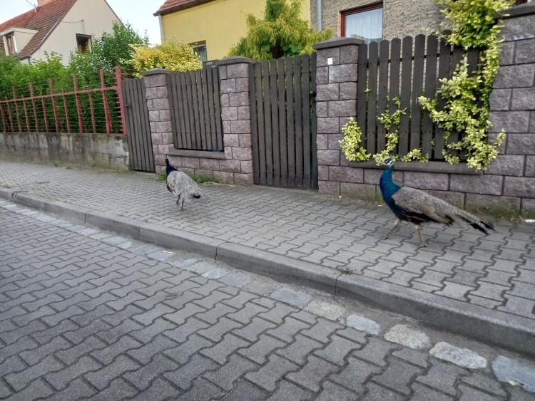 fot. Grzegorz Janicki