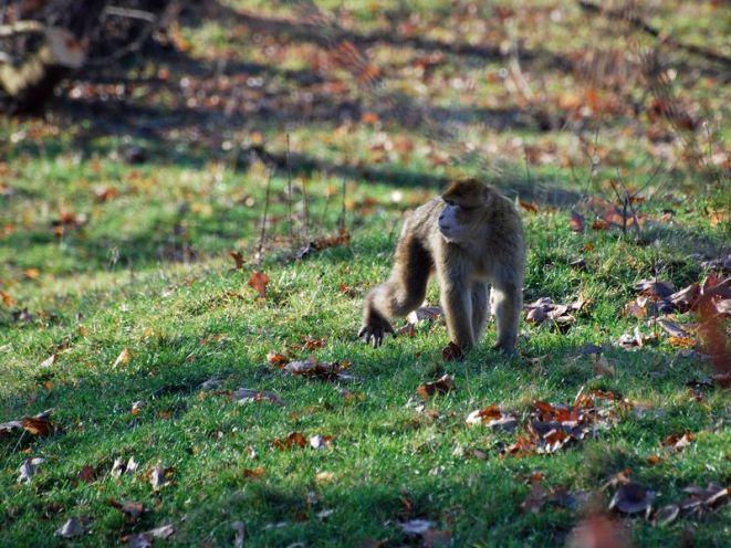 www.zoo.wroclaw.pl