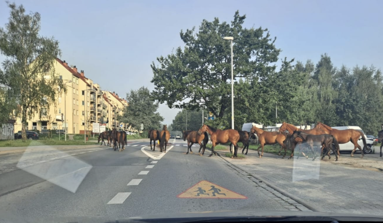 fot. czytelniczka