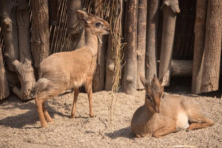 fot. ZOO Wrocław